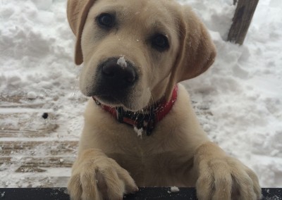 Golden Lab Puppies for Sale