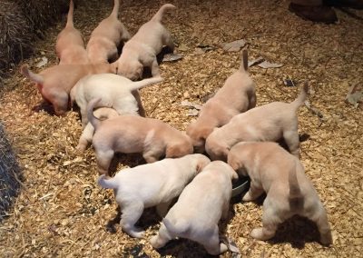 Golden Labrador Retriever Puppies
