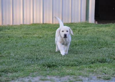 Yellow Lab Puppies for Sale