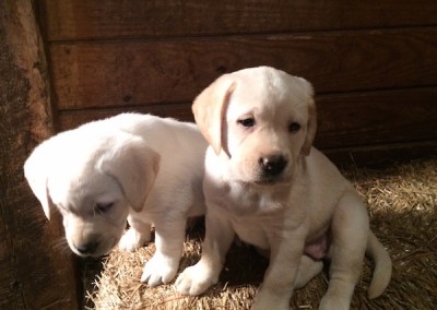 Taney Place Farm Yellow Lab Puppies